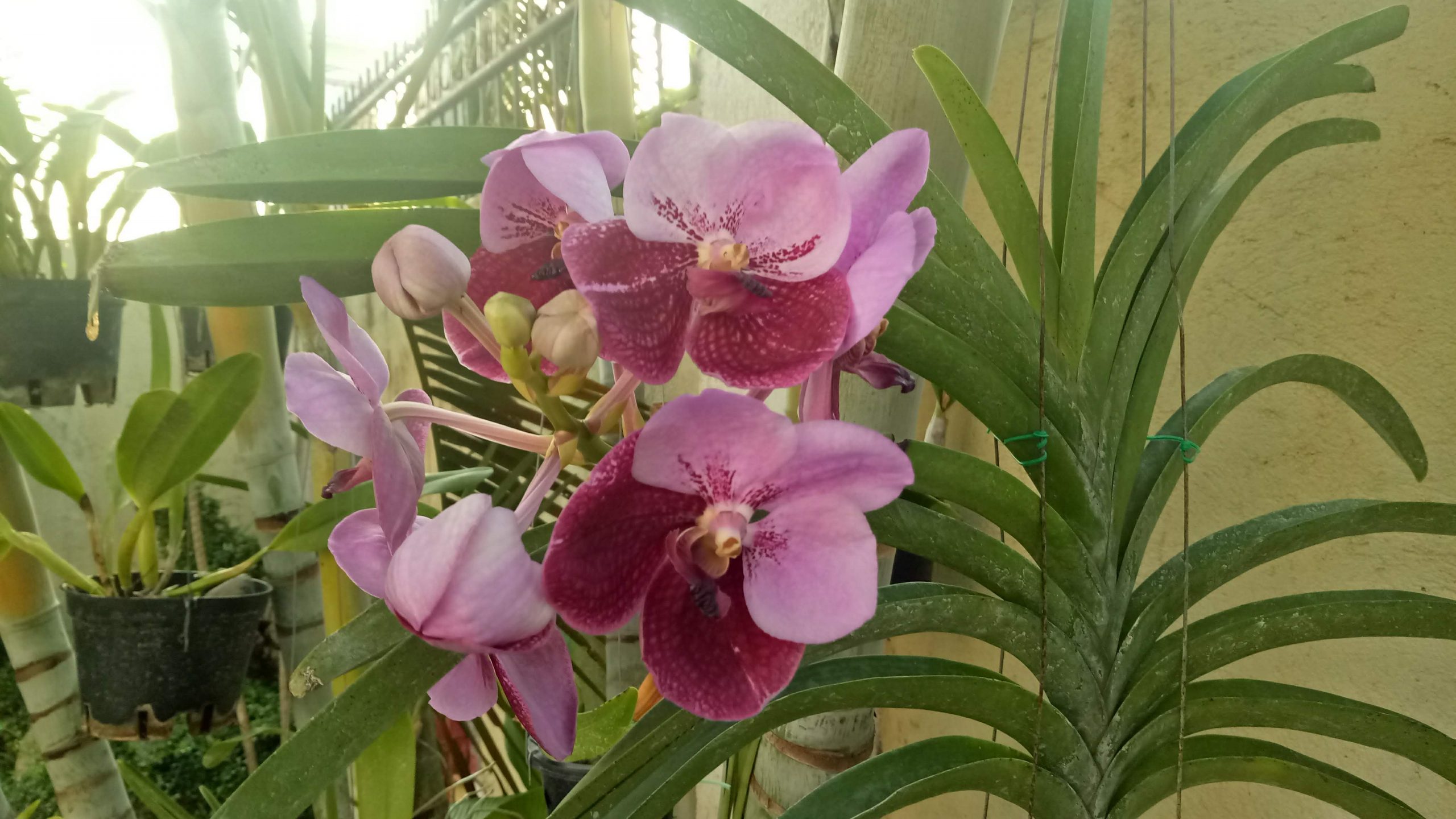 My Flowering Strap Leaf Vandas For Month Of June 2020 Frenond’s Adventure