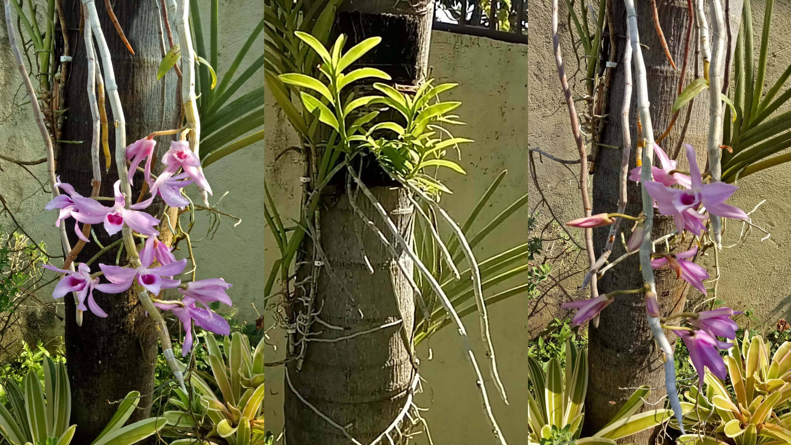 fastest-way-to-propagate-dendrobium-anosmum-orchid-frenond-s-adventure