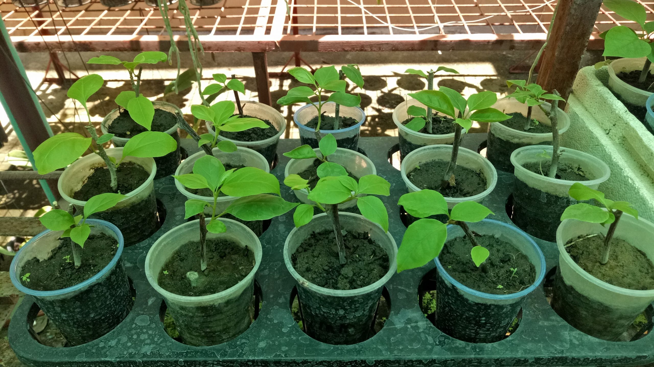 bougainvillea-3-in-cuttings-propagation-fastest-way-to-propagate