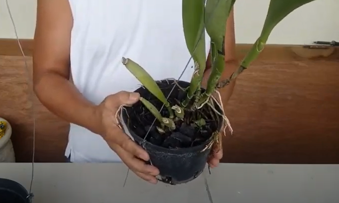 Repotting Cattleya Orchid With Fern Chips Frenond's Adventure