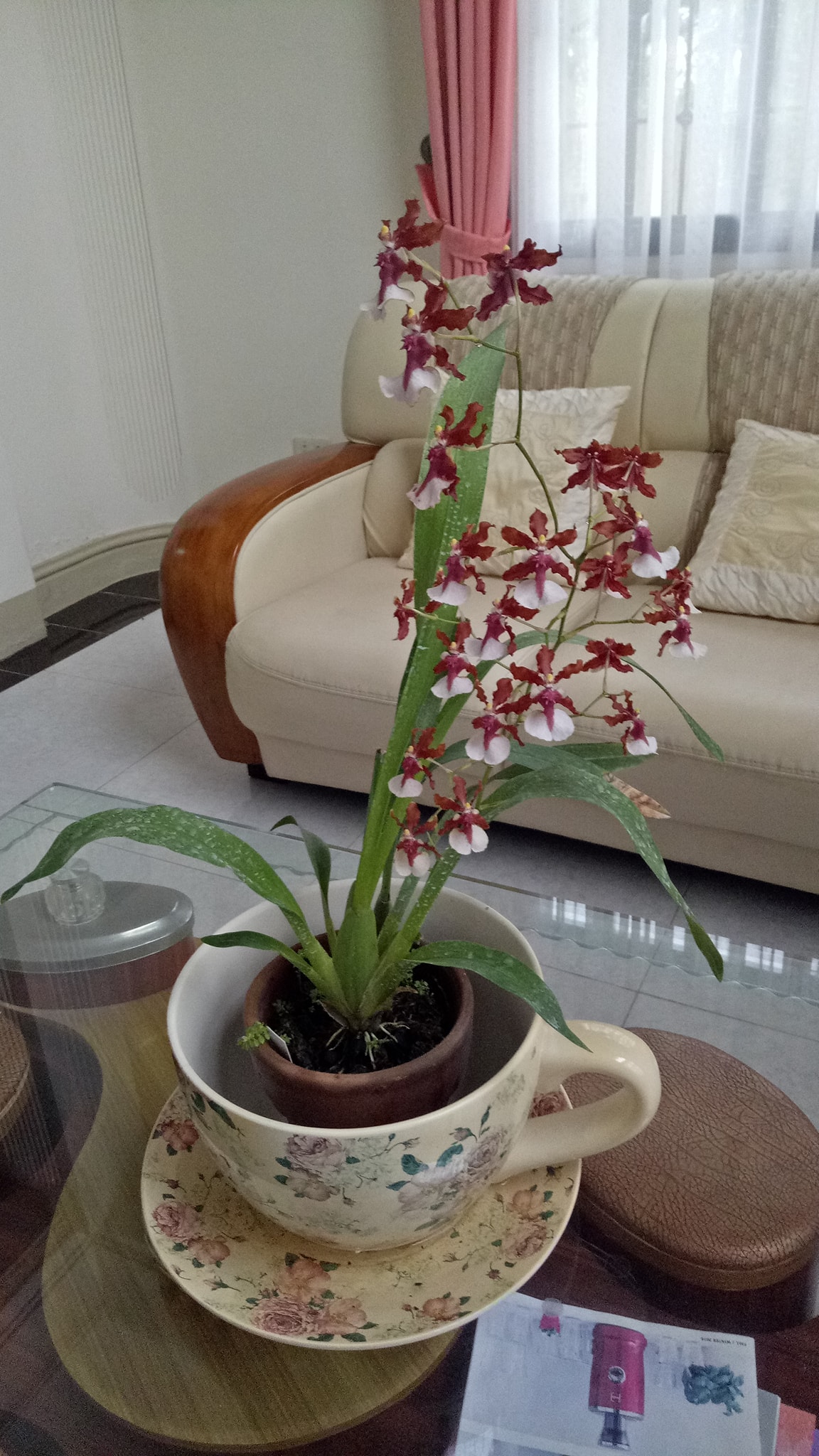Easy Repotting An Oncidium Orchid With Broken Clay Pots And Fern Chips